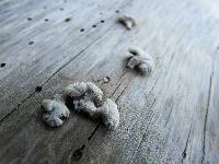 Schizophyllum commune image