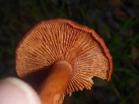 Lactarius rufulus image