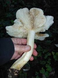 Clitocybe nebularis image