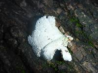 Schizophyllum commune image