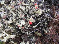 Cladonia cristatella image