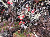 Cladonia cristatella image