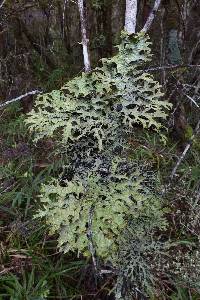 Pseudocyphellaria billardierei image