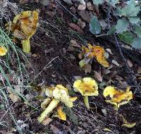 Hygrocybe acutoconica image