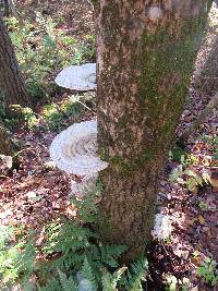 Ganoderma applanatum image