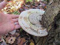 Ganoderma applanatum image