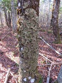 Lobaria pulmonaria image