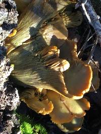 Omphalotus olivascens image