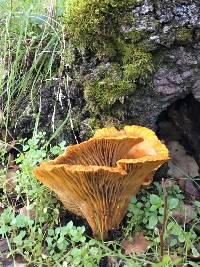 Omphalotus olivascens image