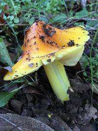 Hygrocybe acutoconica image