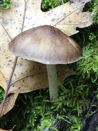 Pluteus exilis image