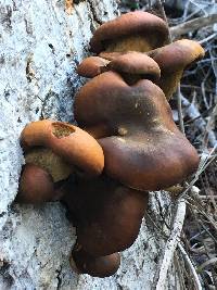 Omphalotus olivascens image