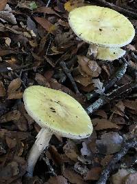 Amanita phalloides image