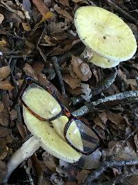 Amanita phalloides image