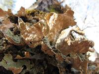 Lobaria pulmonaria image