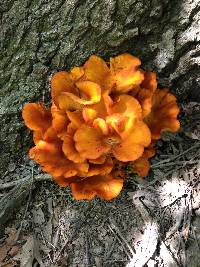 Omphalotus olearius image