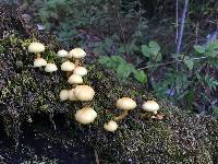 Hypholoma fasciculare image