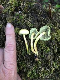 Hypholoma fasciculare image