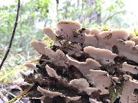 Trametes versicolor image