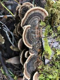 Trametes versicolor image