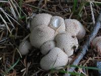 Lycoperdon perlatum image