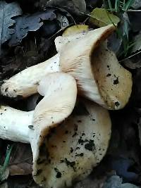 Lactarius alnicola image