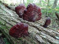 Ganoderma tsugae image