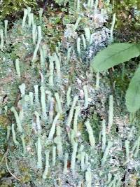 Cladonia coniocraea image