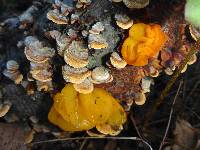 Tremella aurantia image