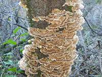 Trametes versicolor image