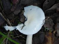 Hygrophorus eburneus image