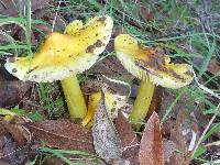 Hygrocybe acutoconica image