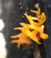 Calocera cornea image