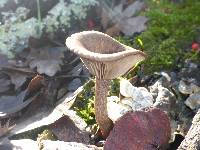 Pseudoclitocybe cyathiformis image