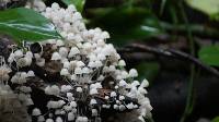 Coprinellus disseminatus image