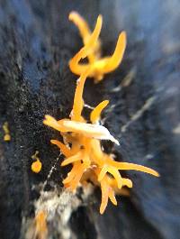 Calocera cornea image