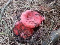 Russula sanguinaria image