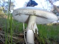 Amanita phalloides image