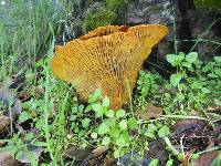 Omphalotus olivascens image