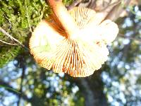 Lactarius rufulus image