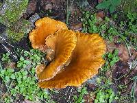 Omphalotus olivascens image