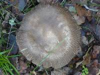 Amanita vaginata image