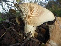 Lactarius alnicola image