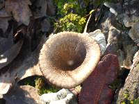 Pseudoclitocybe cyathiformis image