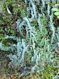 Cladonia squamosa image