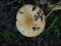 Lactarius alnicola image