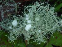 Usnea intermedia image