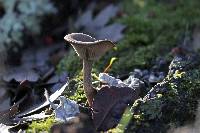 Pseudoclitocybe cyathiformis image