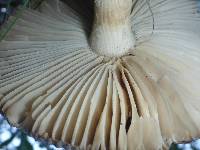 Amanita vaginata image