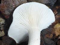 Hygrophorus eburneus image